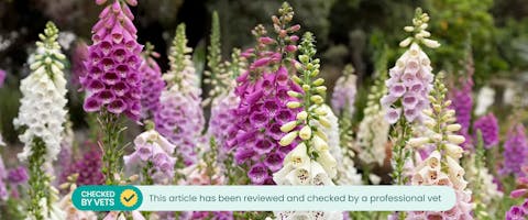 Are foxgloves best sale poisonous to dogs